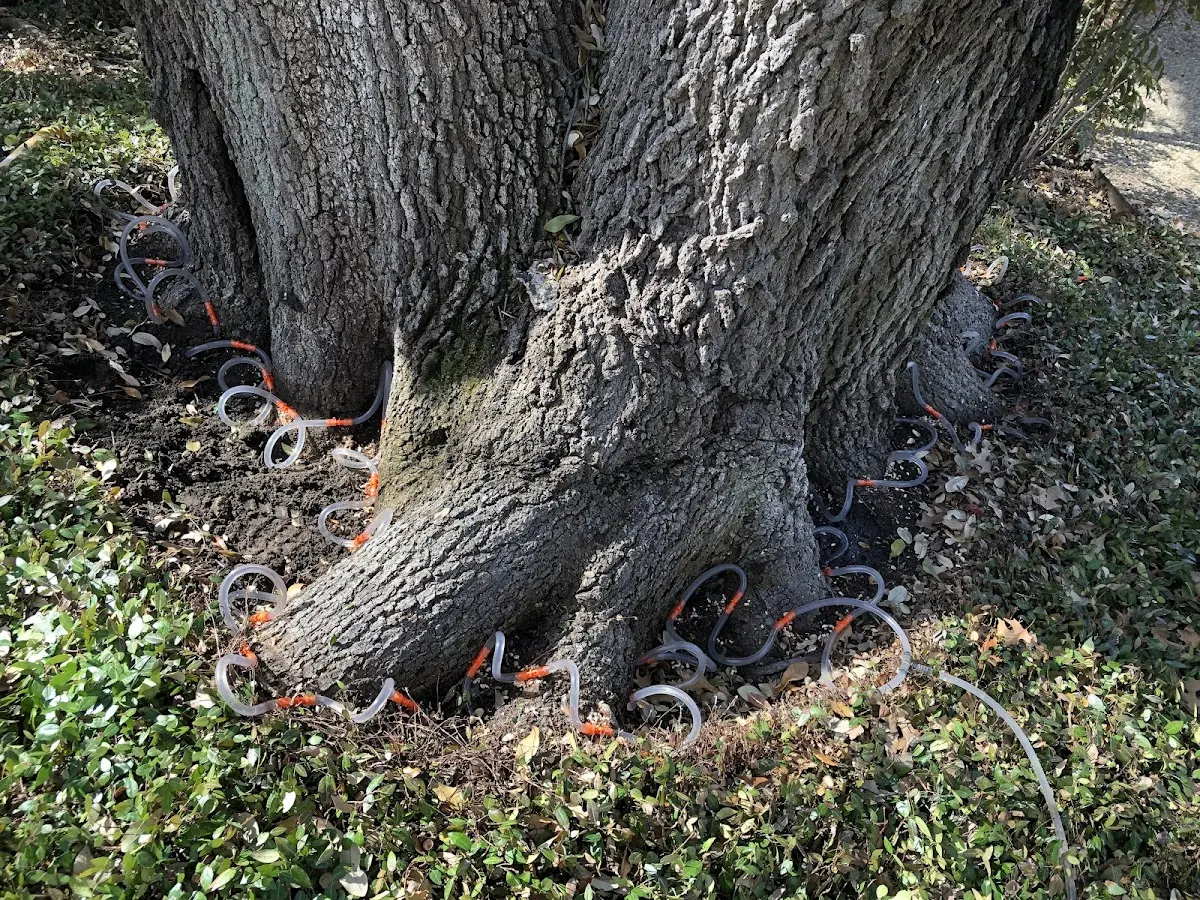Detailed Tree Cabling and Bracing job site in Mico