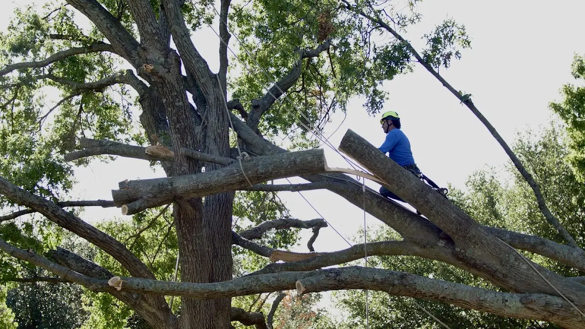 Professional Crown Thinning performed by certified arborists in Mico